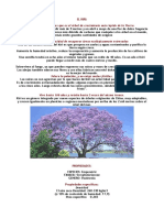 INFORME PAULOWNIA