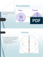 Prometafase y Metafase