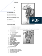 Instructivo Miología Cuello, Tórax y Abdomen 2014