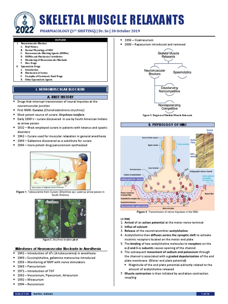 Skeletal Muscle Relaxants PDF Acetylcholine Neuromuscular Junction