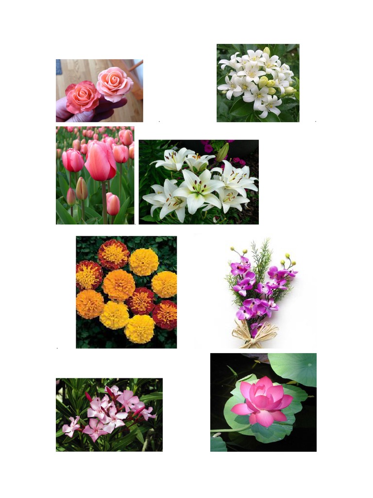 Types of Flower PDF