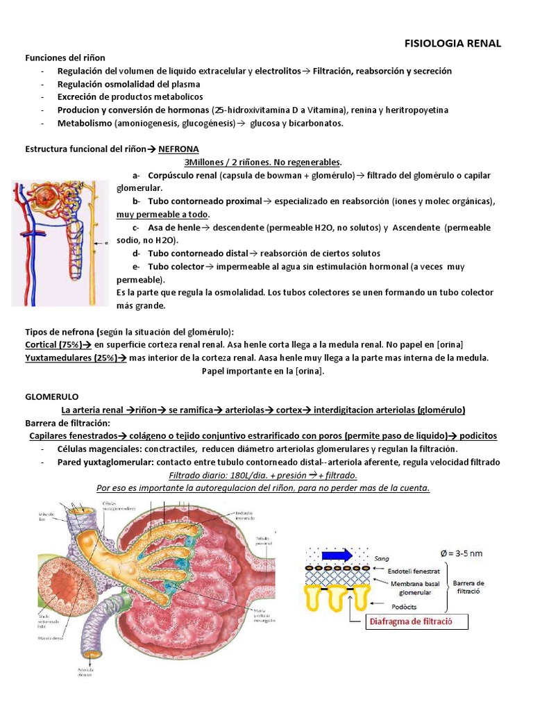 Fisiologia Renal PDF Riñón Anatomía