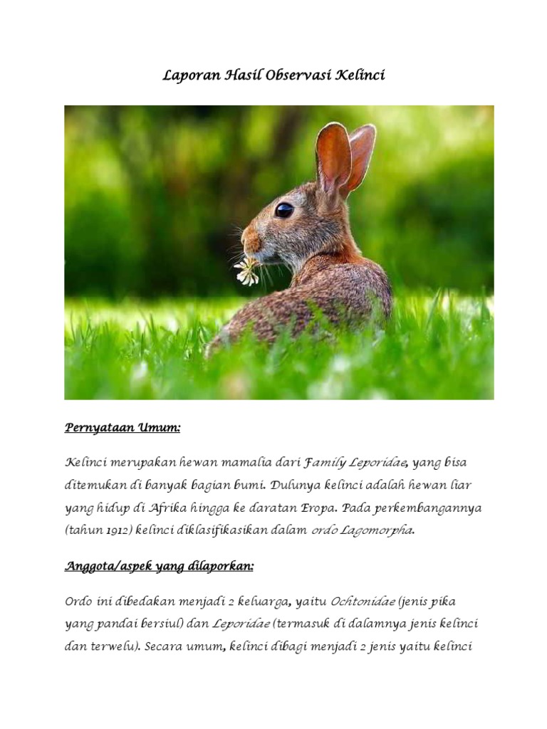 Laporan Hasil Observasi Kelinci