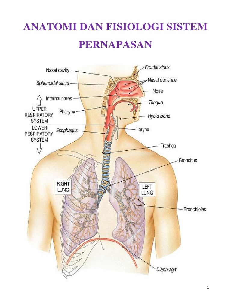 19+ Anatomi Fisiologi Sistem Pernapasan Pdf