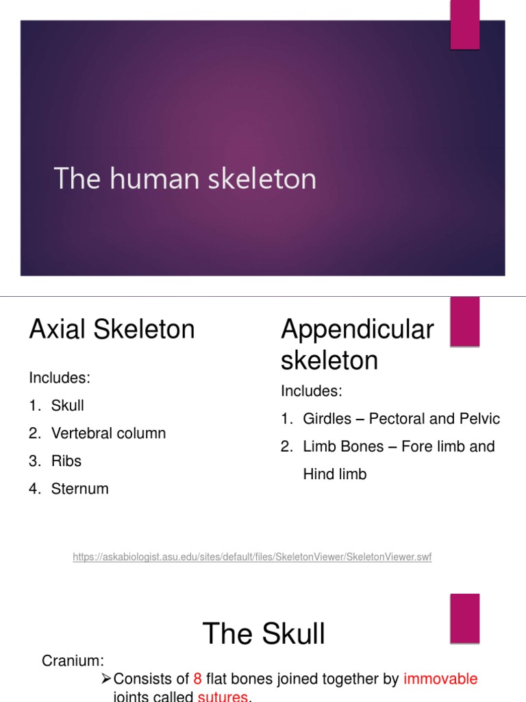 Overview of the Human Skeleton | PDF | Vertebral Column | Vertebra