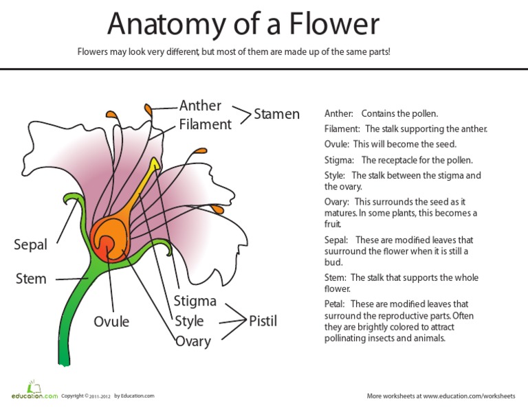 Anatomy of Flower | PDF