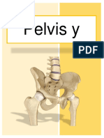Anatomía de la pelvis y el periné