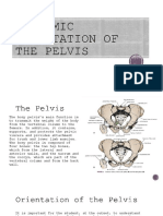 Anatomic Orientation of The Pelvis