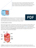 Proyecto Digestivo Preescolar