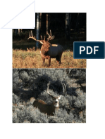 5101-CO-S-C-1300-061-ElkDeerTurkey-JG-G1CZ-RYL3AR Trophy Elk and Mule Deer Lodging PDF