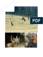 5025-CO-S-C-1495-421-ElkMDeer-RANCO5LLB-CR1L-LA1NA-Deer Elk and Exotics PDF