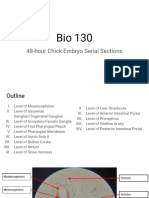 48 Hour Chick Embryo Serial Sections