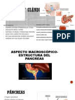 Páncreas y Glándulas Anexas (Histología)