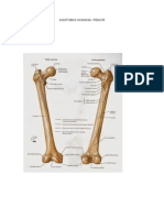 Anatomia Humana: Femur