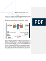 The Importance of The Kidney and The Urinary System Tomas Basto, Thomas Benavidez, David Ricardo and Gabriel Rincón