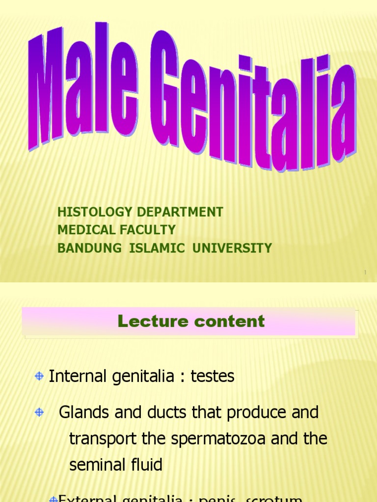 Histologi Male Genital PDF Epithelium Prostate