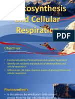 Photosynthesis and Cellular Respiration