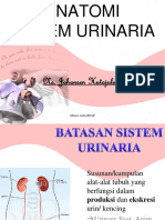 ANATOMI urinaria.pptx