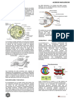 acidos nucleicos resumen