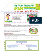 Las-Funciones-de-la-Planta-para-Tercero-de-Primaria.pdf