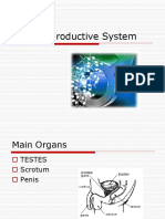 Male Repro System