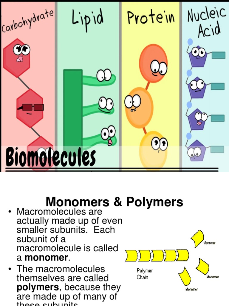 Carbohydrates | PDF | Polysaccharide | Carbohydrates, image size:768x1024