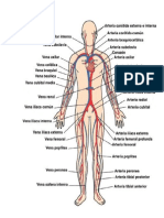 aparato circulatorio