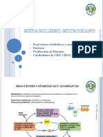 Metabolismo-microbiano.pptx