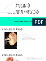 Ayudantia Gymkhana Urogenital/nervioso