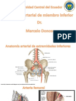 Anatomia Arterial de Miembro Inferior