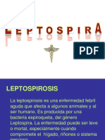 Leptospira
