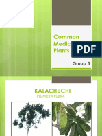 Medicinal Plants of Kalachuchi, Kalamansi and Makahiya