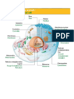 Célula eucariótica animal.doc