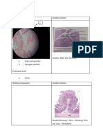 Pencernaan Histologi Ileum Dan Pankreas