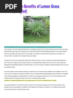 Download Lemon Grass Cures Cancer and as Detox by Francisca_nida SN43511895 doc pdf