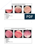 Laporan Histo Praktikum