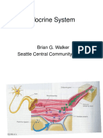 Endocrine System: The Master Regulators