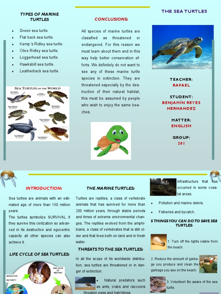 Types of Marine Turtles: Conclusions | PDF | Sea Turtle | Turtle