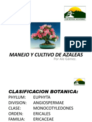 Azaleas en Bonsai | PDF | Bonsai | Flores