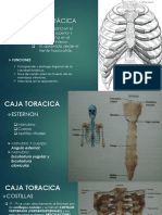 Caja Toracica