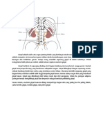 Anatomi Ginjal.docx
