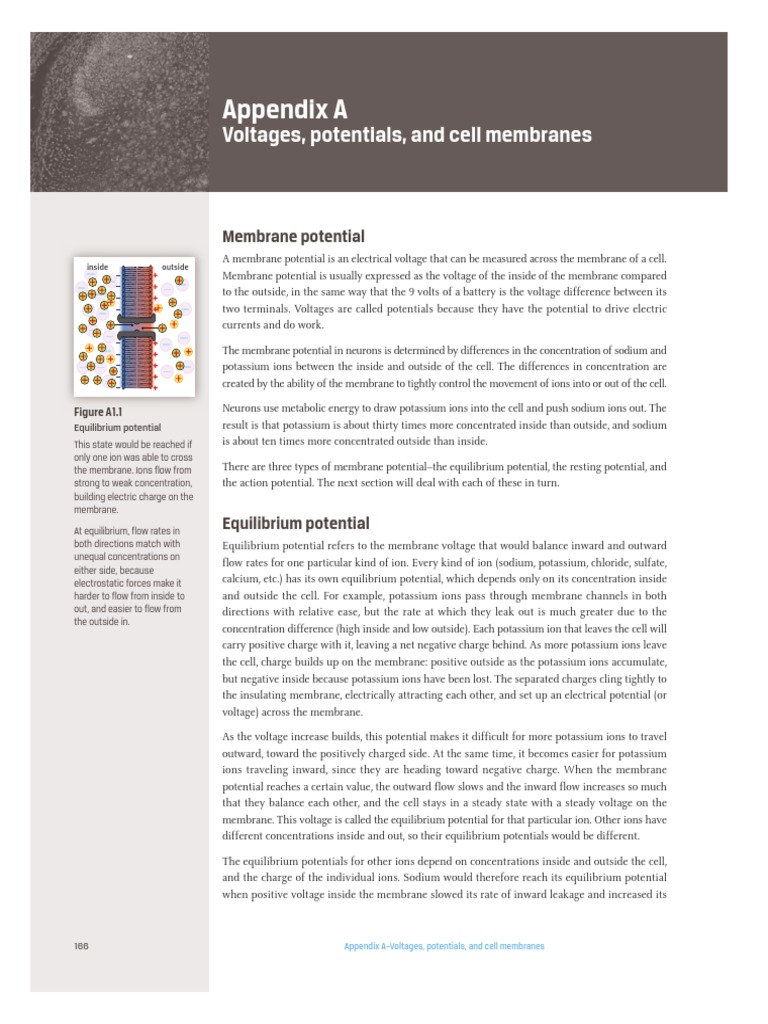 Membrane Potentials in Neurons Explained | PDF | Membrane Potential ...
