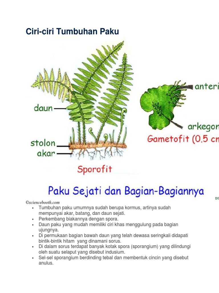 Penghasil Spora Pada Tumbuhan Paku Disebut Sebutkan Mendetail