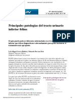 Patología Urinarias Del Gato PDF