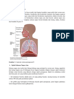 Anatomi Sistem Respirasi