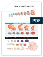 Development of Embryo and Fetus