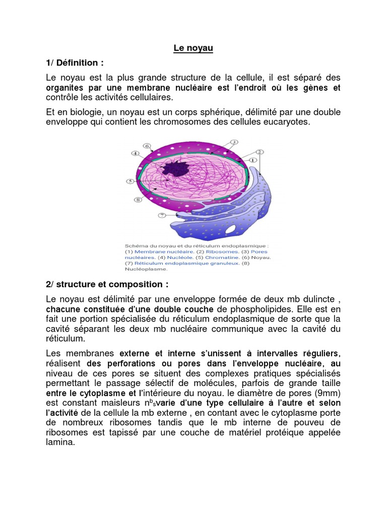 Rôle et structure du noyau cellulaire | PDF | Noyau (biologie) | Chromosome