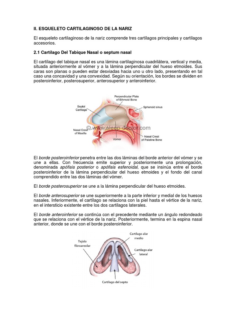Anatomía del Esqueleto Nasal | PDF | Cartílago | Sistema esquelético, image size:768x1024