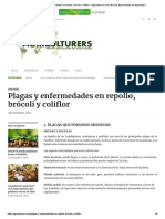 Plagas y Enfermedades en Repollo, Brócoli y Coliflor – Agriculturers.com _ Red de Especialistas en Agricultura
