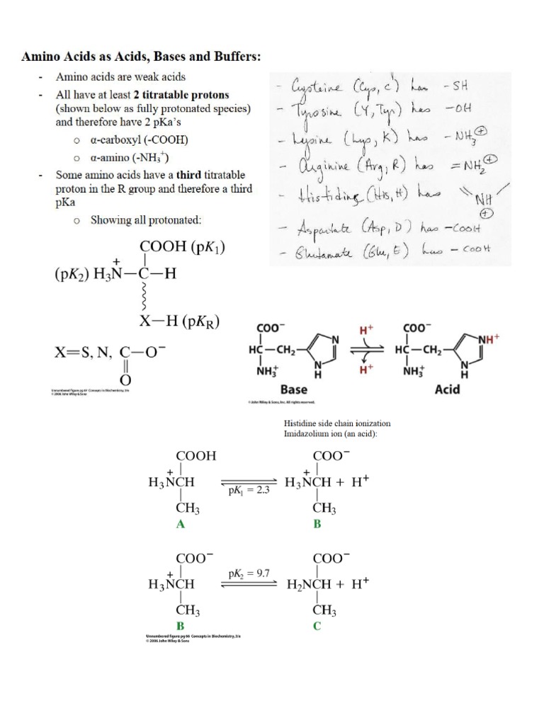 04 - Handout - Amino Acids As Acids, Bases and Buffers | PDF ...